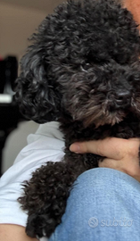 Barboncino toy grigio scuro