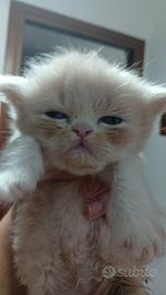 cucciolo gatto persiano