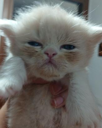 cucciolo gatto persiano
