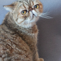 Gattina Persiana Esotica