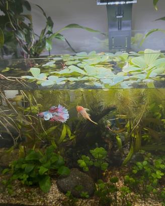 Piante per acquario laghetto pond