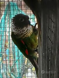 Coppia phyrrura rupicola