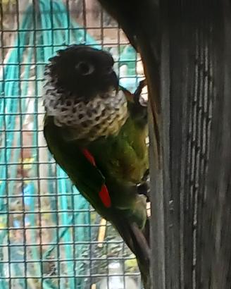 Coppia phyrrura rupicola