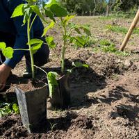 Piante selezionate di lampone rosso
