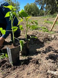 Piante selezionate di lampone rosso