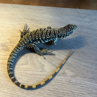 Tegu