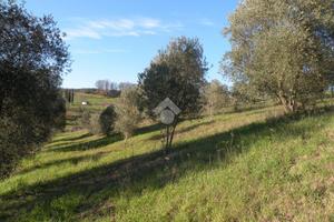 TER. RESIDENZIALE A GROSSETO