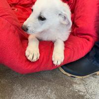 Chicca, cucciola mix Labrador, tre mesi dolcissima