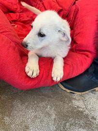 Chicca, cucciola mix Labrador, tre mesi dolcissima