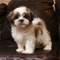 Shitzu - Shi-tzu puppy