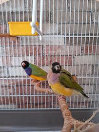 Diamanti gould