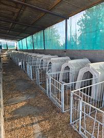 Gabbiette vitelli calf tel