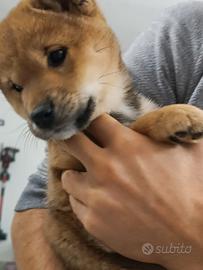 Shiba inu