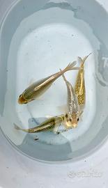 Carpa Koi Mukashi