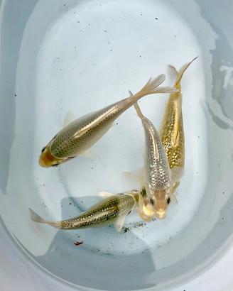 Carpa Koi Mukashi