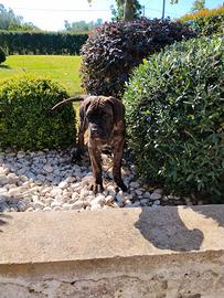 Cuccioli cane corso