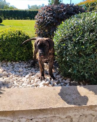 Cuccioli cane corso