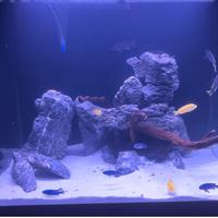 Rocce Seiryu  e tronco di legno per acquario