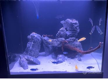 Rocce Seiryu  e tronco di legno per acquario