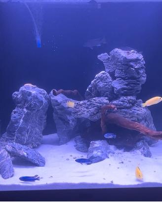 Rocce Seiryu  e tronco di legno per acquario