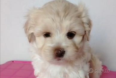 Maltipoo femmina