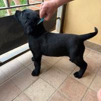 Labrador cuccioli