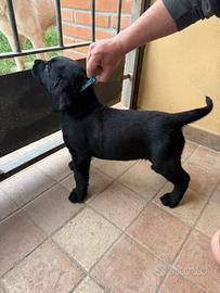 Labrador cuccioli