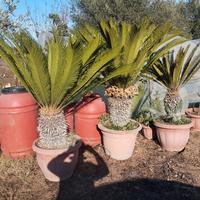 piante cicas e Ulivo 