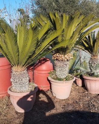 piante cicas e Ulivo 