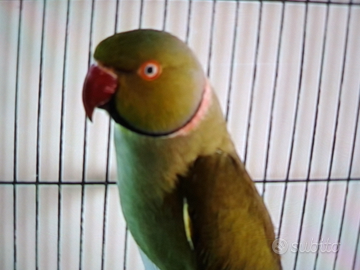 Parrocchetto dal collare