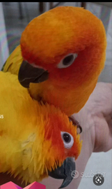 Pappagalli conuri del sole parlanti