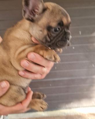 Bulldog francese