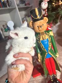 Cuccioli conigli ariete nano minilop