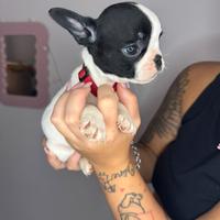 Bulldog francese