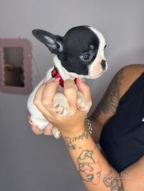 Bulldog francese