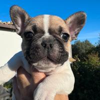 Bulldog francese