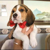 Beagle