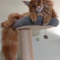 Vendo maine coon