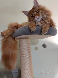 Vendo maine coon