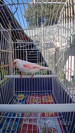 Canarino femmina mosaico rosso