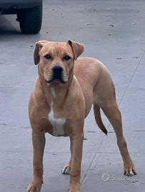 PitBull