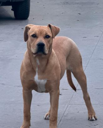 PitBull