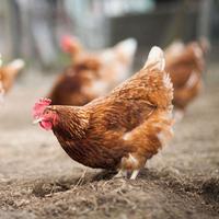 Galline Ovaiole