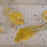 Canarini agata opale giallo