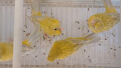 Canarini agata opale giallo