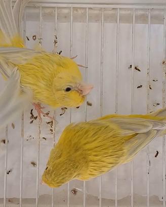Canarini agata opale giallo