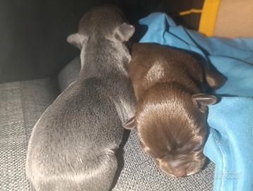 Chihuahua con pedigree