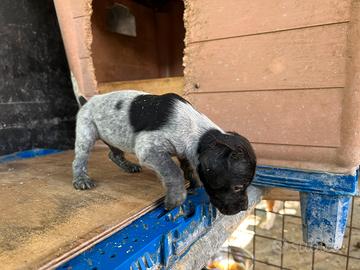 Cuccioli bracco/pointer da tartufo