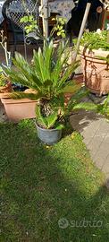 Cycas