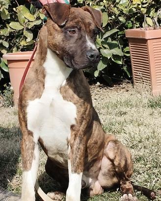 GRATIS Amstaff American Staffordshire Terrier